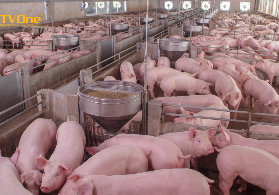 Tổng quan tình hình chăn nuôi lợn của Việt Nam năm 2023