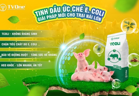 TCOLI: Giải pháp kiểm soát toàn diện E. coli bằng tinh dầu thực vật