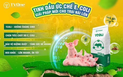 TCOLI: Giải pháp kiểm soát toàn diện E. coli bằng tinh dầu thực vật