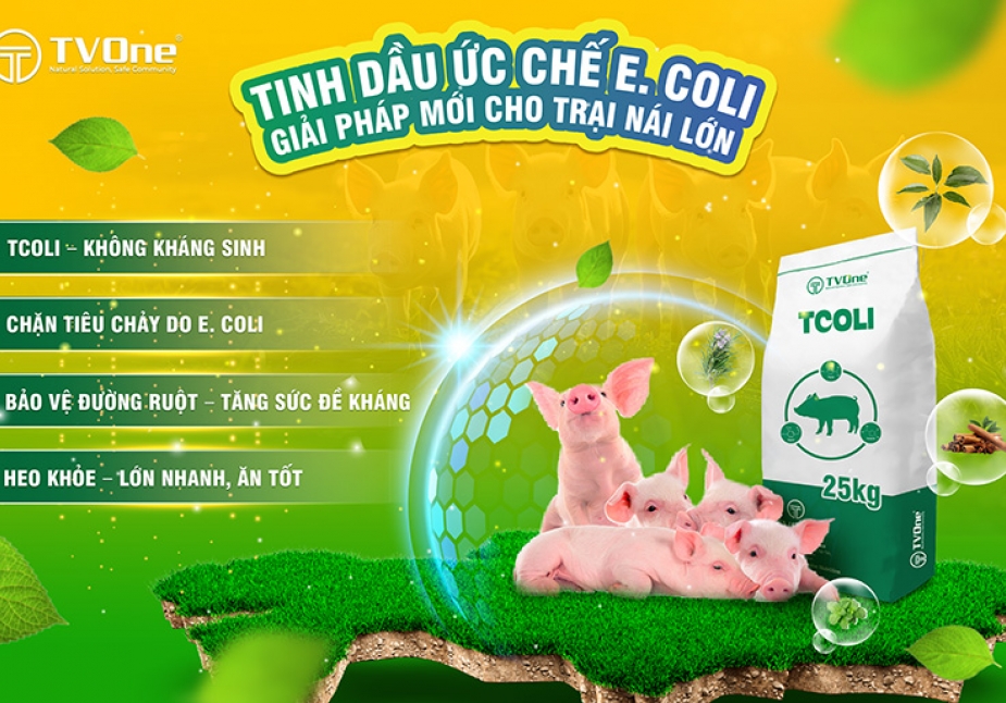 TCOLI: Giải pháp kiểm soát toàn diện E. coli bằng tinh dầu thực vật