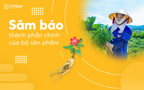 Sâm Báo - thành phần chính của bộ sản phẩm TVOne Việt Nam