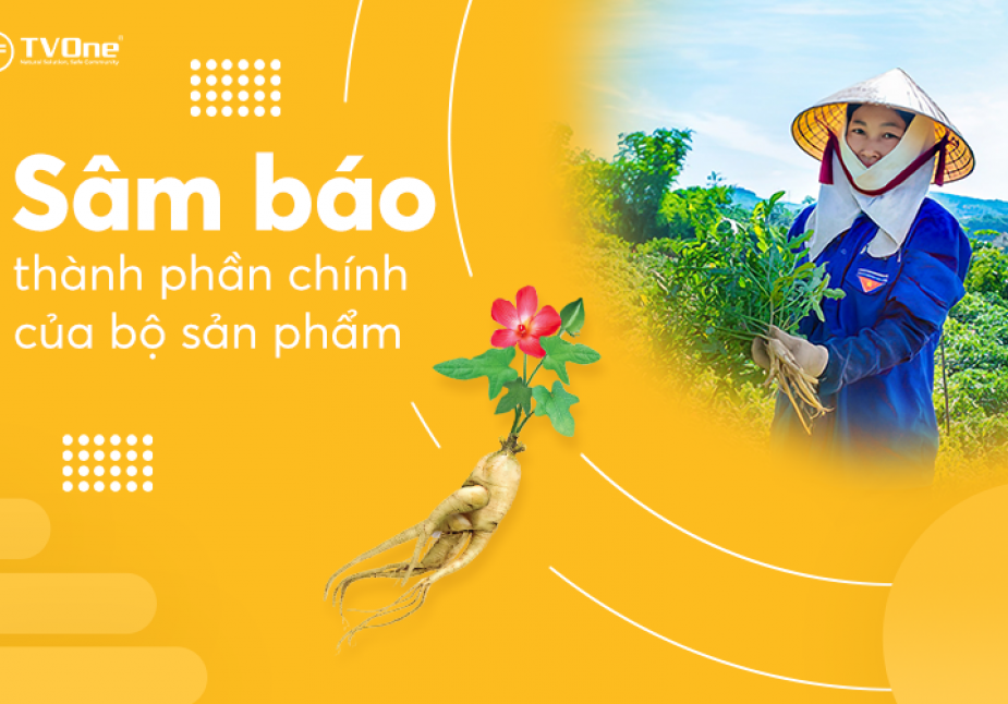 Sâm Báo - thành phần chính của bộ sản phẩm TVOne Việt Nam