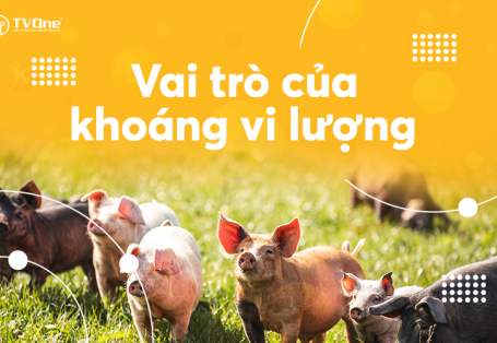 Vai Trò Của Khoáng Vi Lượng Trong Chăn Nuôi