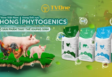 [Người chăn nuôi] PHYTOGENICS: “Lời giải” cho những nỗi đau kinh niên của ngành chăn nuôi hậu kháng sinh
