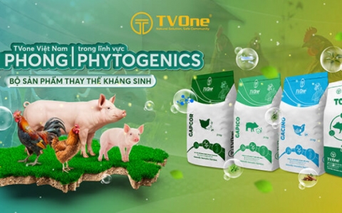 [NGƯỜI CHĂN NUÔI] PHYTOGENICS: “Lời giải” cho những nỗi đau kinh niên của ngành chăn nuôi hậu kháng sinh