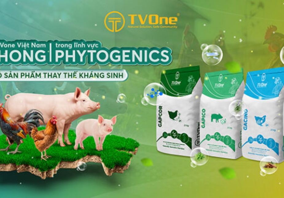 [NGƯỜI CHĂN NUÔI] PHYTOGENICS: “Lời giải” cho những nỗi đau kinh niên của ngành chăn nuôi hậu kháng sinh