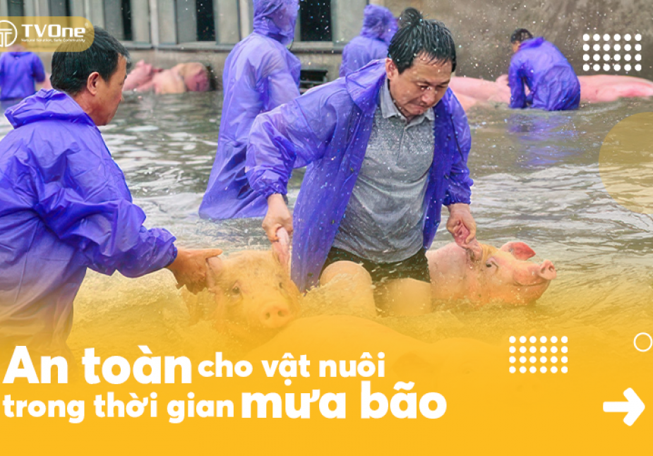 Các biện pháp đảm bảo an toàn cho đàn vật nuôi trong mùa mưa bão