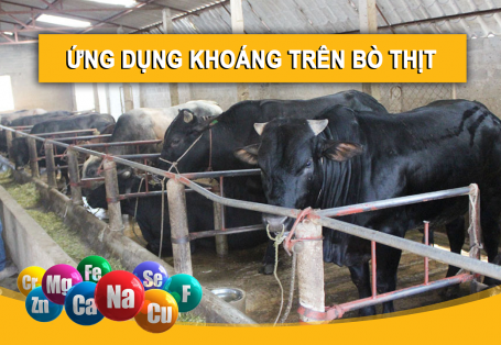 ỨNG DỤNG KHOÁNG TRONG CHĂN NUÔI BÒ THỊT