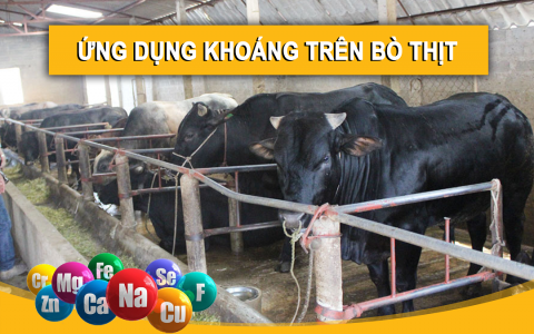 ỨNG DỤNG KHOÁNG TRONG CHĂN NUÔI BÒ THỊT