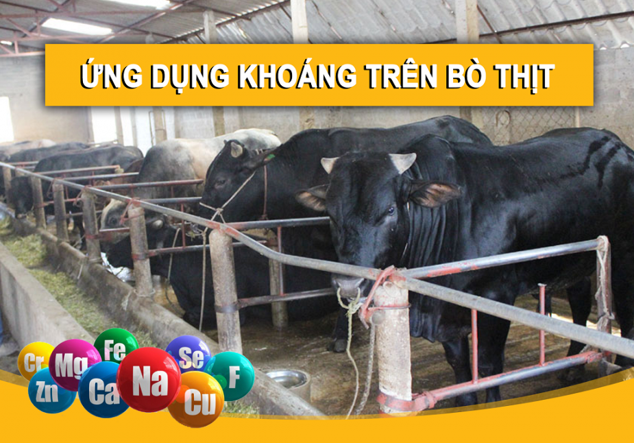 ỨNG DỤNG KHOÁNG TRONG CHĂN NUÔI BÒ THỊT