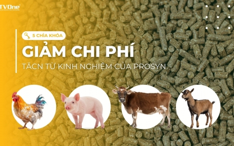 5 chìa khóa để giảm chi phí thức ăn chăn nuôi từ kinh nghiệm của Prosyn