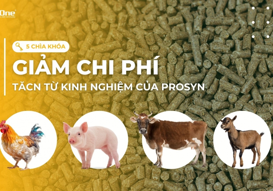 5 chìa khóa để giảm chi phí thức ăn chăn nuôi từ kinh nghiệm của Prosyn