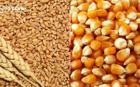 Dự báo tình hình cung - cầu ngô và lúa mì thế giới năm 2024/2025 của FAO