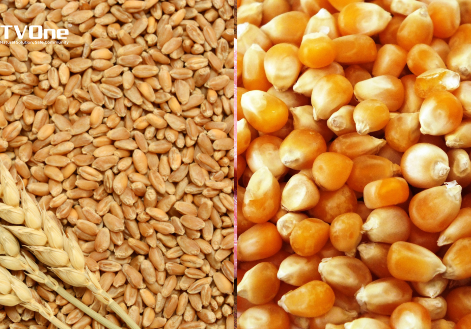 Dự báo tình hình cung - cầu ngô và lúa mì thế giới năm 2024/2025 của FAO