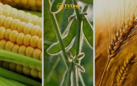 Tình hình nhập khẩu ngô, đậu tương, lúa mì của Việt Nam 2 tháng đầu năm 2024