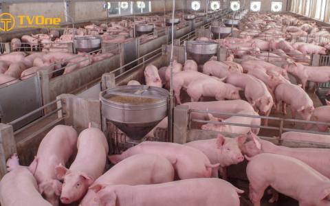 Tổng quan tình hình chăn nuôi lợn của Việt Nam năm 2023