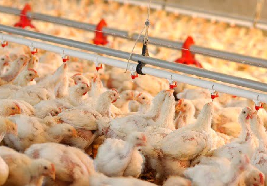 Các yếu tố quan trọng trong chăn nuôi gia cầm nhằm giảm thiểu sử dụng kháng sinh