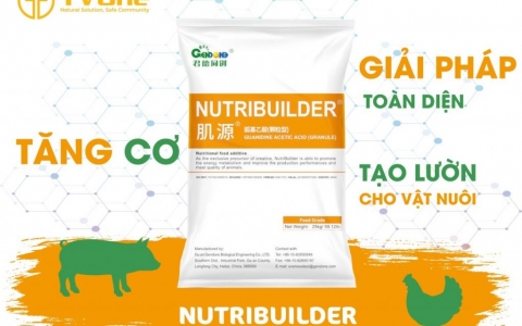 NHỮNG THÔNG TIN ĐỂ LÀM RÕ HƠN VỀ SẢN PHẨM GAA ĐẾN TỪ TVONE VIỆT NAM 